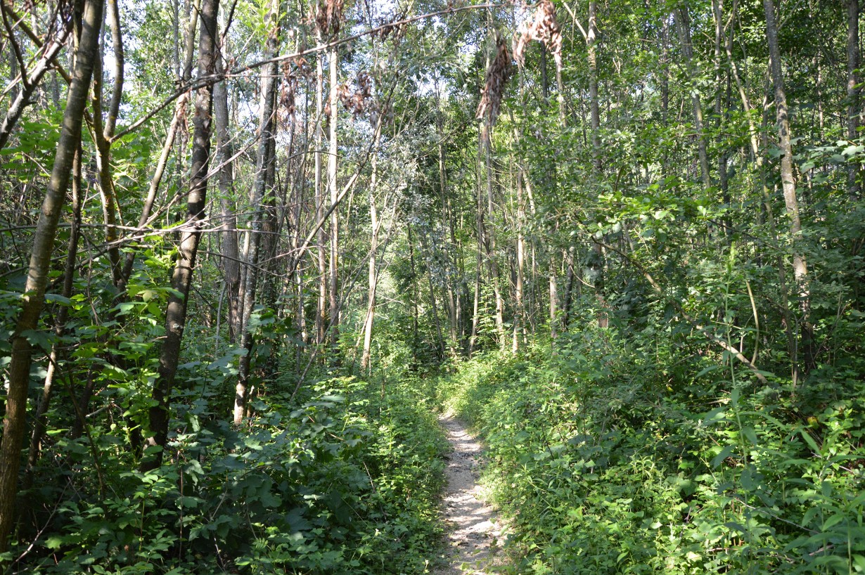 Sentier - Les Chassettes