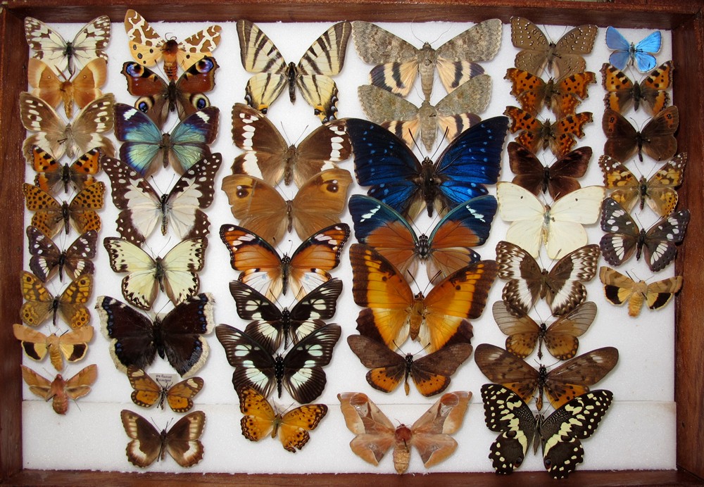 Vitrine de papillons du Muséum