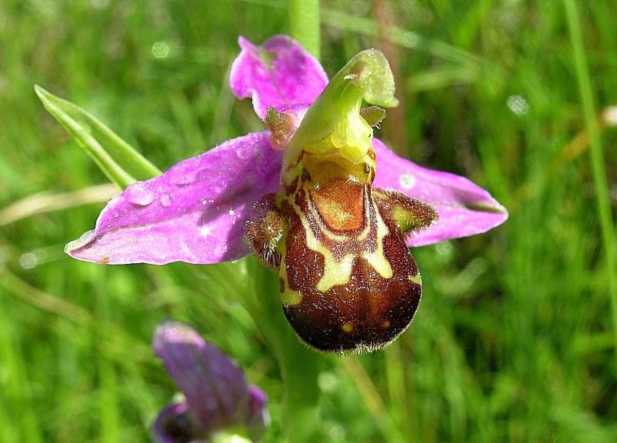 2004 Ophrys apifera Hudson VILLARET Jean-Charles CBNA