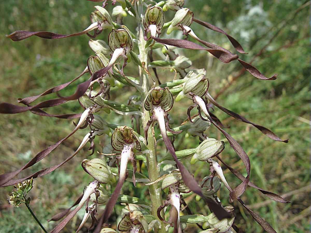 2010 Himantoglossum hircinum (L.) Sprengel BILLARD Gilbert CBNA