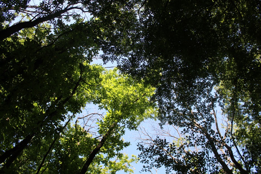 Forêt Ferme Gigot