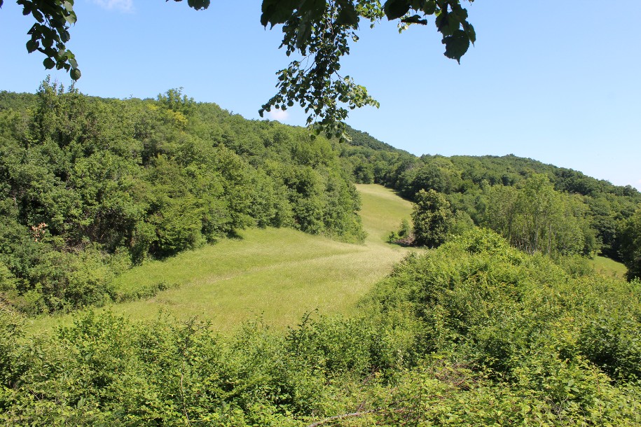 Prairie et forêt - Ferme Gigot