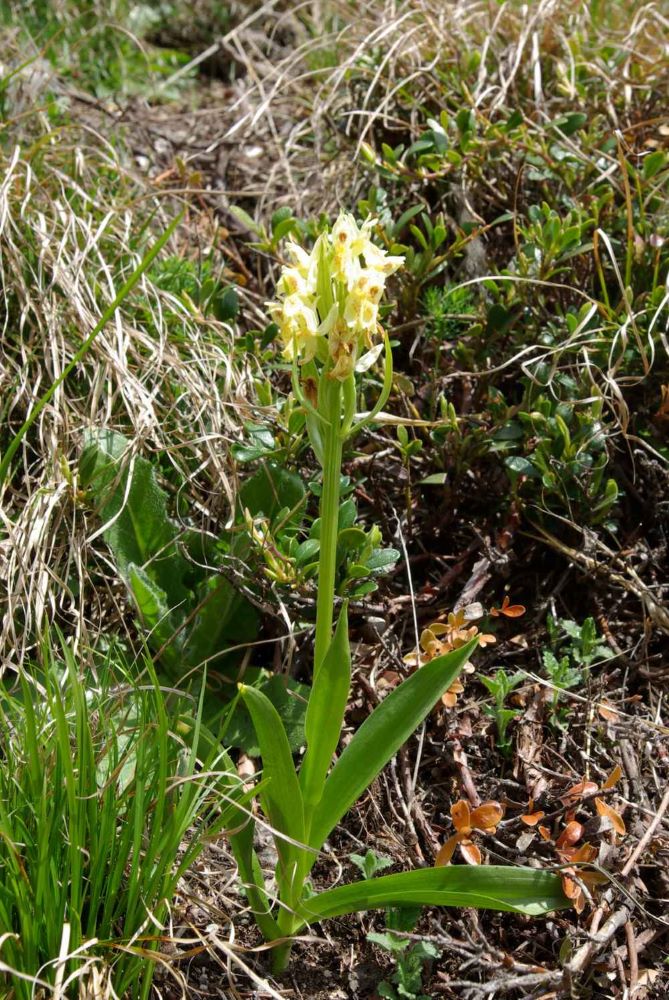 2008-Orchis-sureau-1000©Virginie-Bourgoin-CEN-Savoie