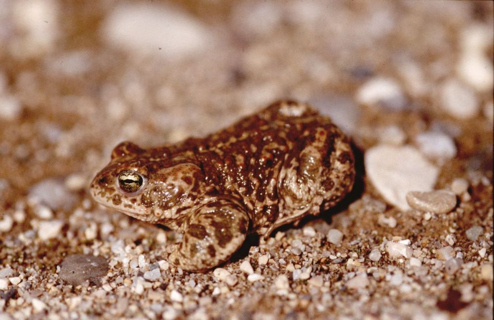 2009-Plan-d'eau-des-Hurtières-crapaud calamite©Christine-Garin-CEN-Savoie