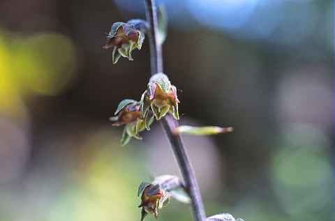 2011 Epipactis microphylla (Ehrh.) Swartz BILLARD Gilbert CBNA L