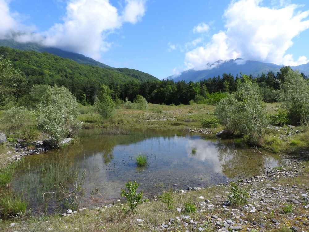 2016-Plan-d'eau-des-Hurtières-mare-calamite©Berenice-Fierimonte-CEN-Savoie