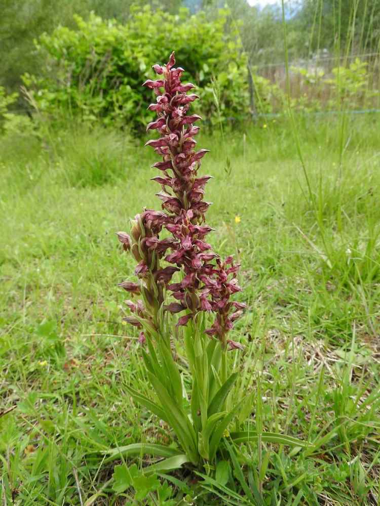 2016-Plan-d'eau-des-Hurtières-Orchis punaise©Berenice-Fierimonte-CEN-Savoie