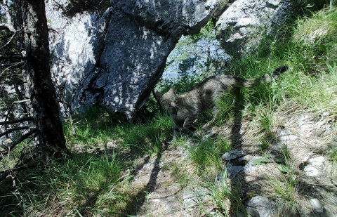 2017-Federation-des-chasseurs-de-Savoie- chat forestier
