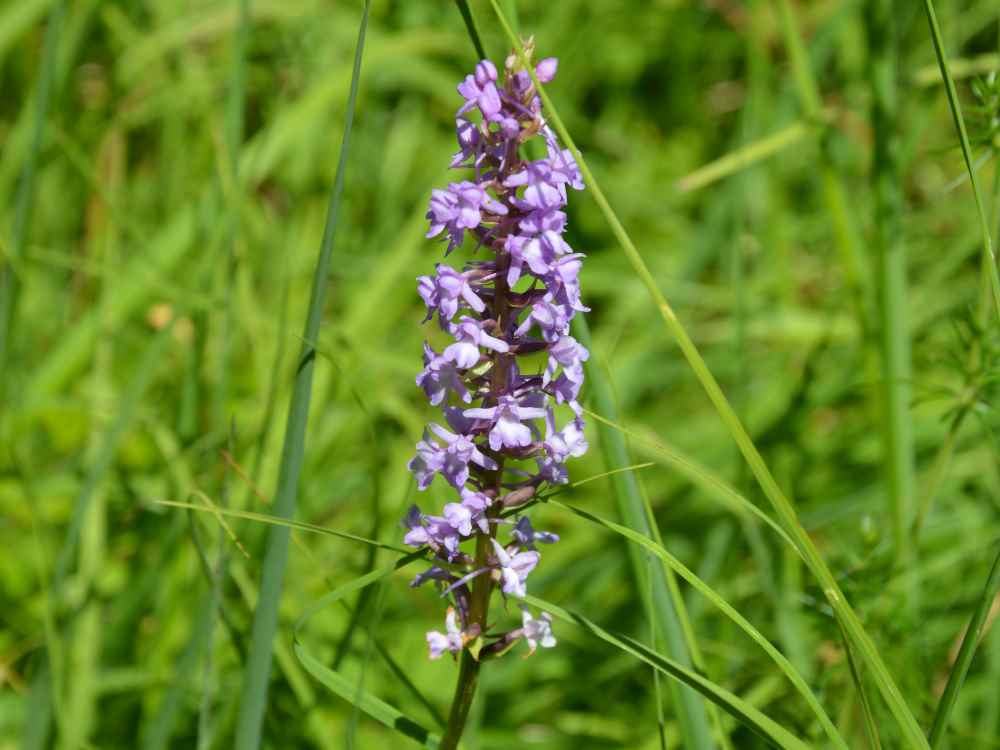 2019-l'orchis-moucheron-1000©Dpt73