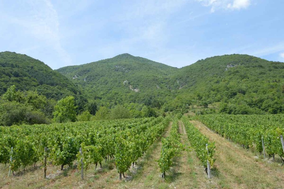 Sentier des papillons panorama à travers les vignes