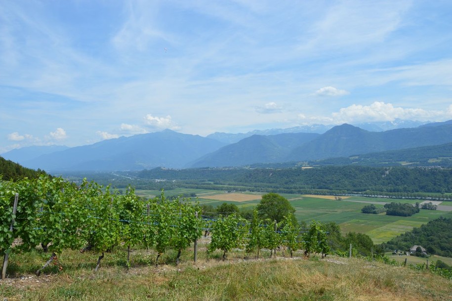 Sentier des papillons panorama à travers les vignes