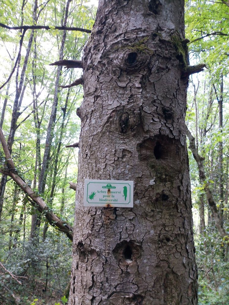 2019Lac-noir-arbre-mort1000©Dpt73