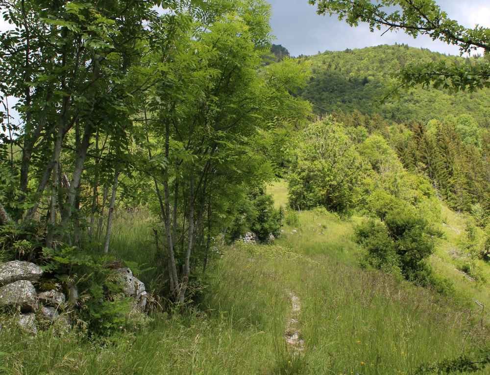 sentier des orchidées à Aillon