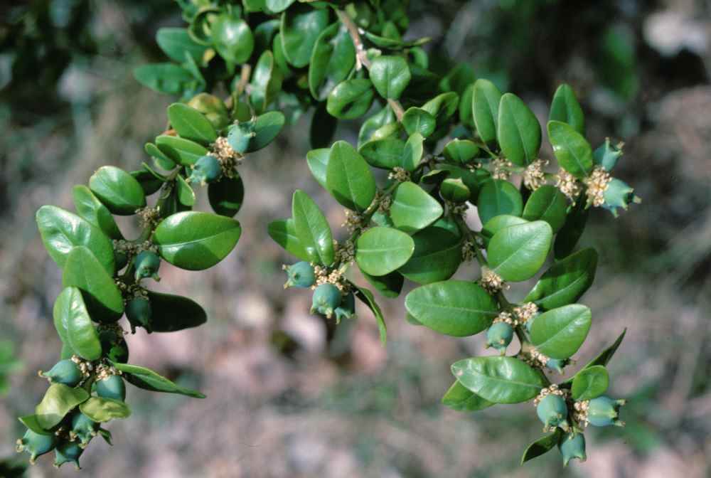 Buxus-sempervirens-1000©CEN-Savoie