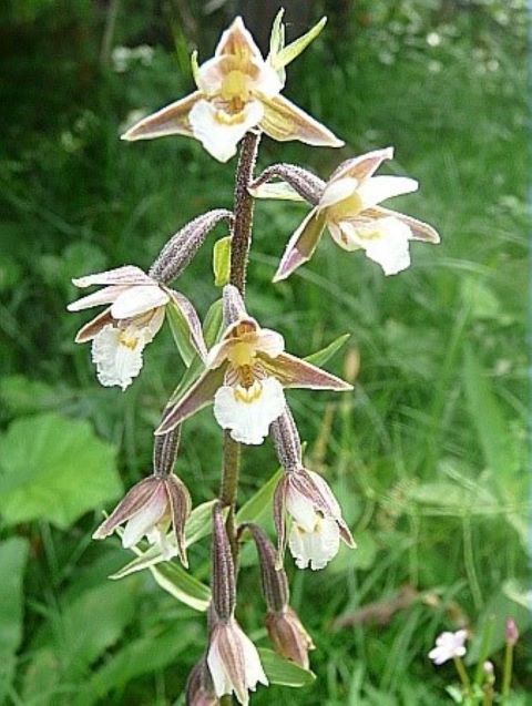 Epipactis-des-marais1000©Luc-Garraud