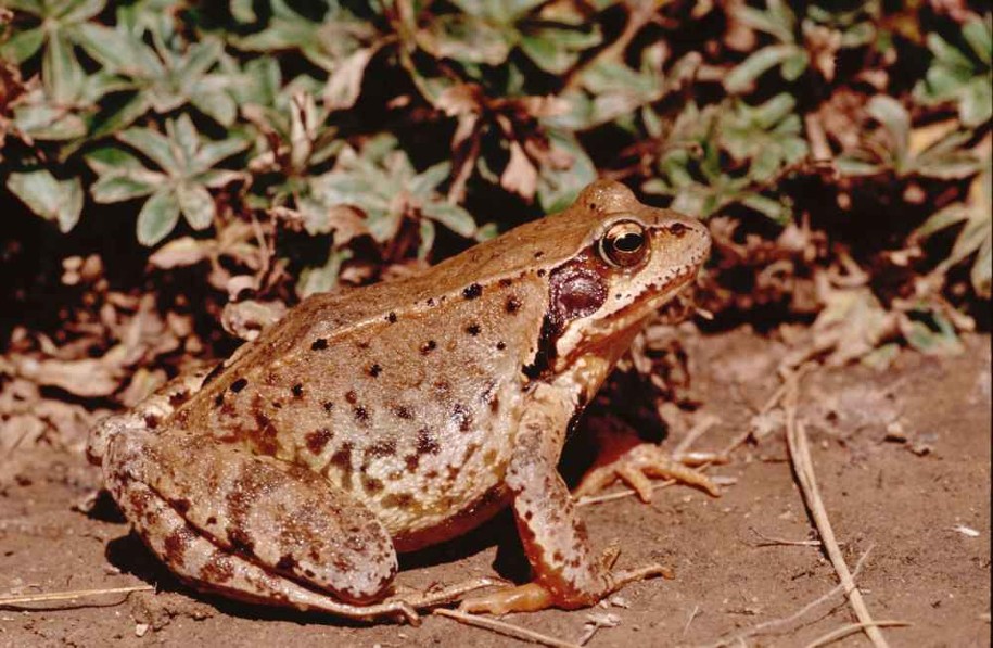 Grenouille rousse ©Virginie Bourgoin Cen Savoie