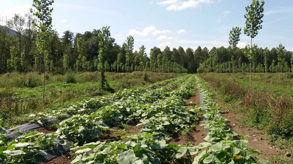 2019-Agroforesterie-chautagne-plantation-courges-1000©chambre-agriculture