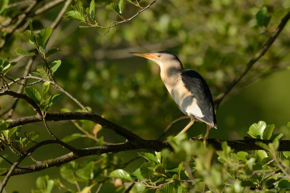 2019-Etangs-Ctosagny-Héron-blongios-1000©Manuel-Bouron-CEN-Savoie