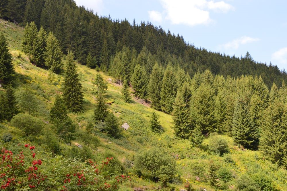 2019-forêt-conifères-Champagny-Le-Haut-1000©Dpt73
