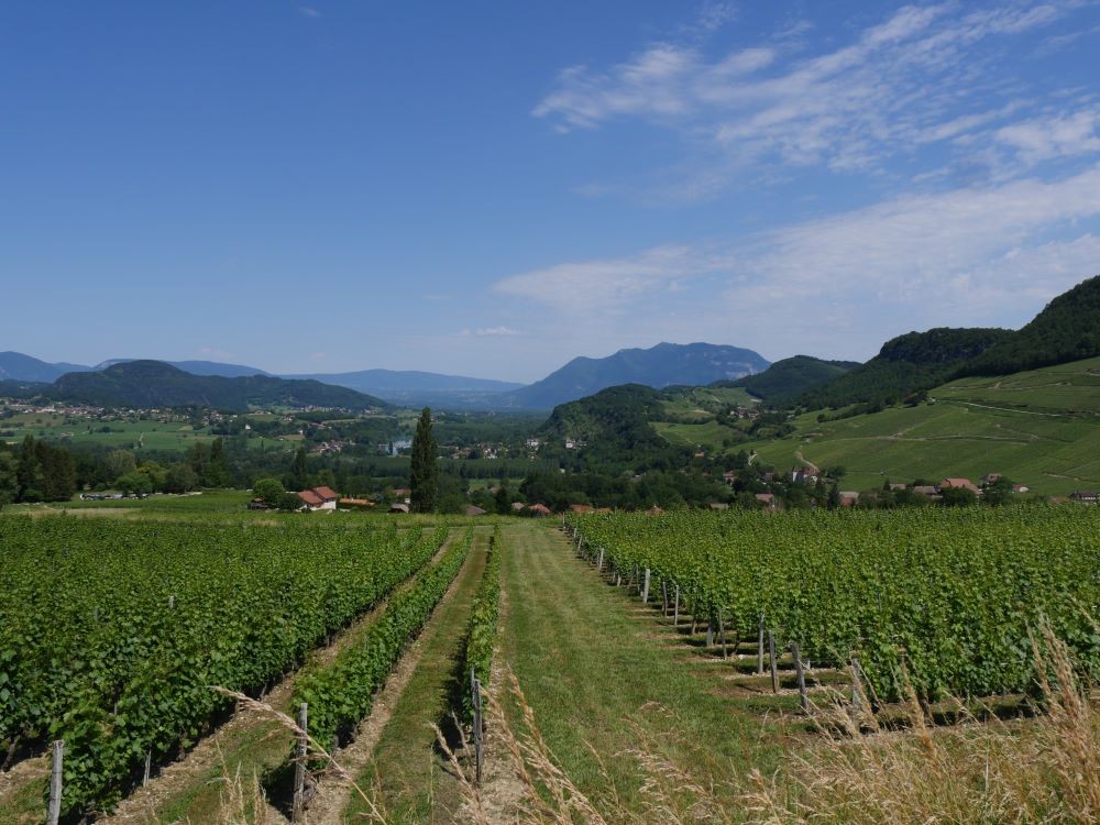 2019-vignobles-Jongieux-avant-pays-savoyard-1000©Dpt73