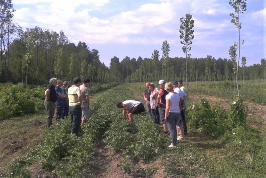Plantation de pommes de terre projet agro foresterie Chautagne : nouvelles pratiques agricoles dans des milieux humides tourbeux prairiaux © Grand Lac
