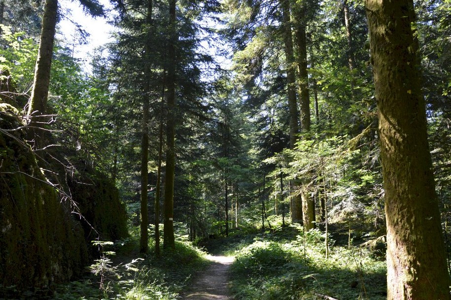 Forêt du site de Saint Christophe