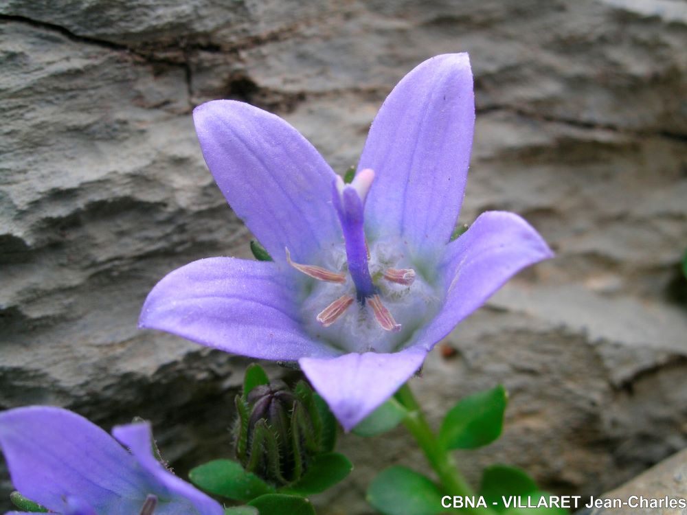 Mont-Cenis-campanula-cenisia-1000©VILLARET Jean-Charles CBNA