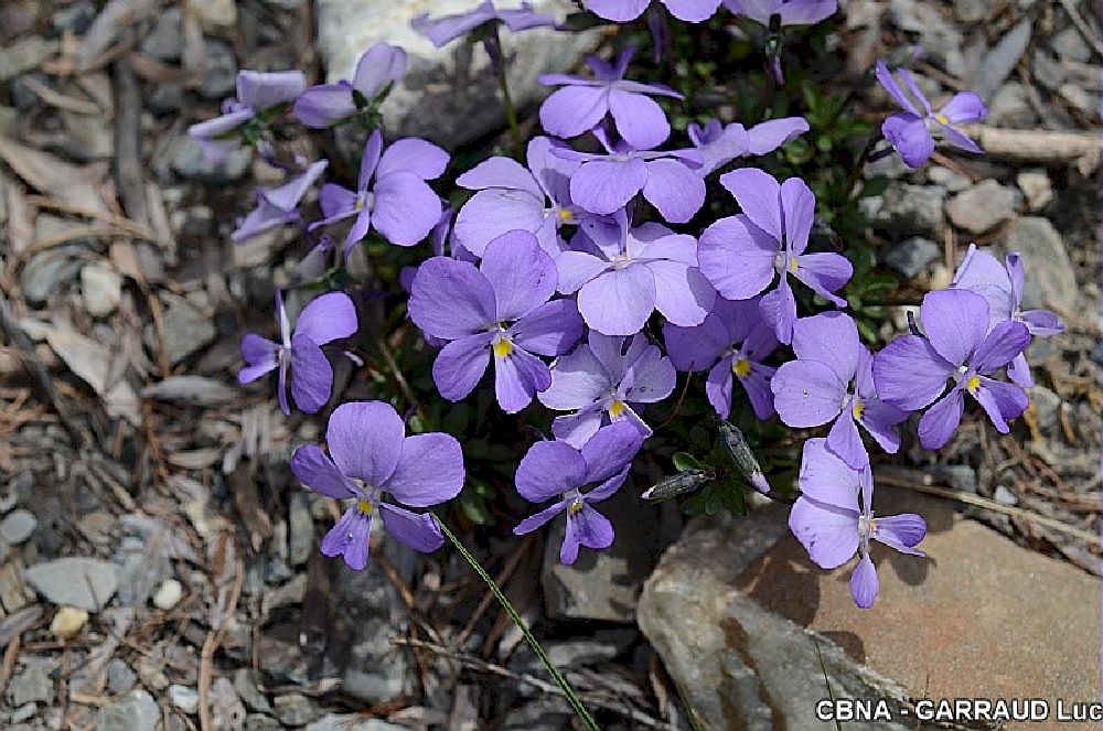 Mont-Cenis-Viola1000©GARRAUC-CBNA