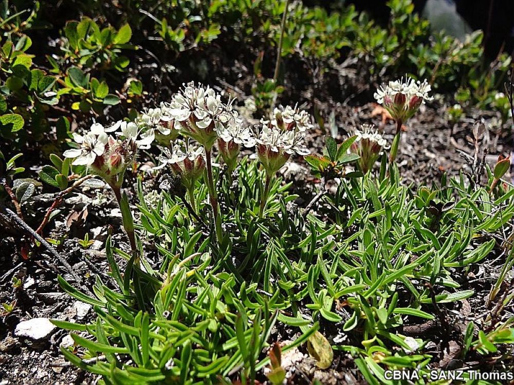 Saponaria lutea-1000©CBNA-Sanz Thomas