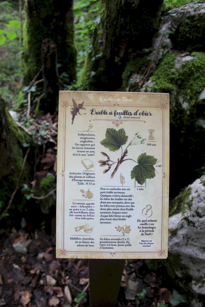 Panneau pédagogique sur l'érable à feuilles d'obier