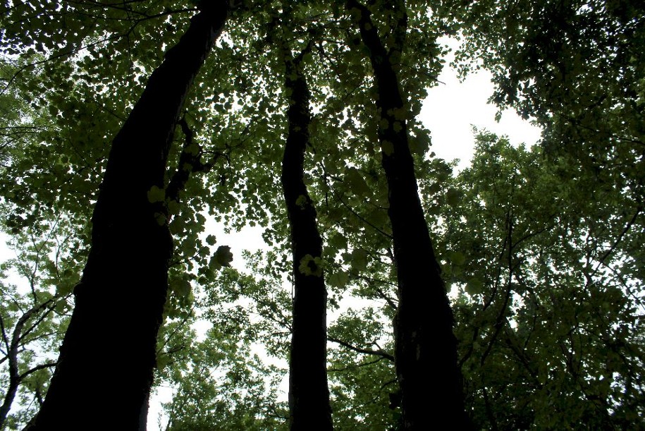 Forêt d'érables sur le sentier Filéas