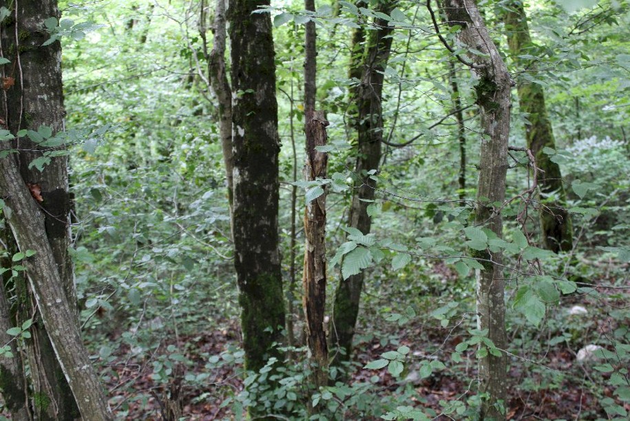 Hêtres sur le sentier Filéas