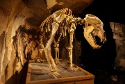 Dans les coulisses du musée de l'ours des cavernes