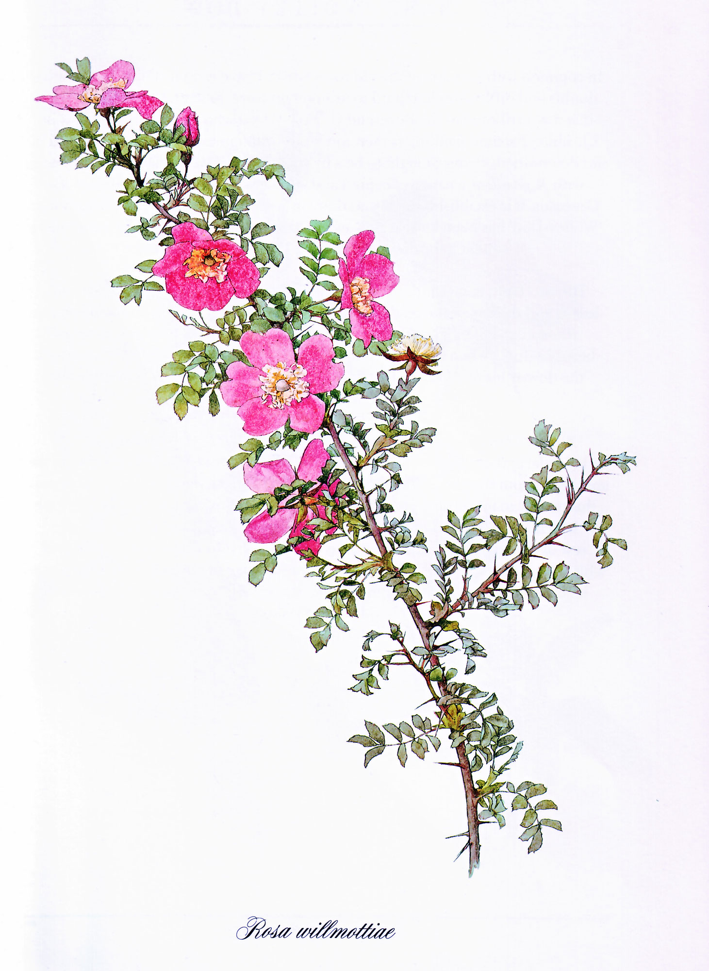 6-LG-Rosa-Willmottiae.-Coll.-RHS-Lindley-Library