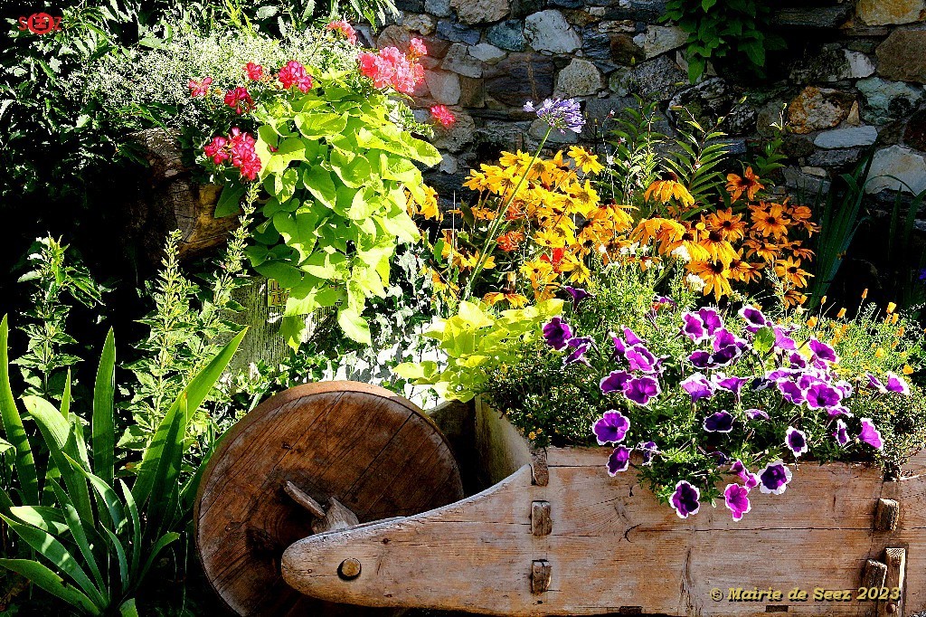 massif de fleurs