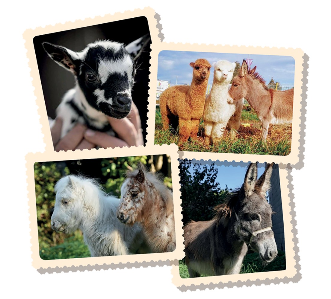 MINI-FERME DES ANIMAUX DE LA FERME
