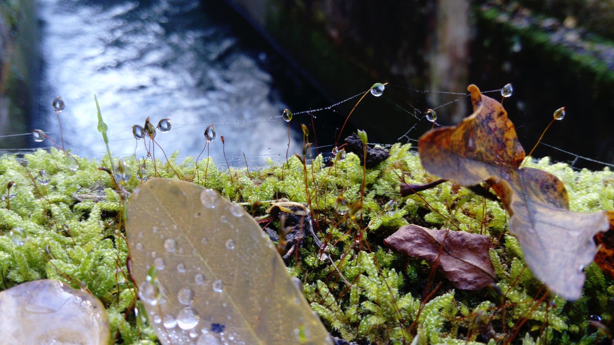 Immersion silencieuse dans d’autres mondes l Renc'Arts du Parc_Saint-Alban-Leysse