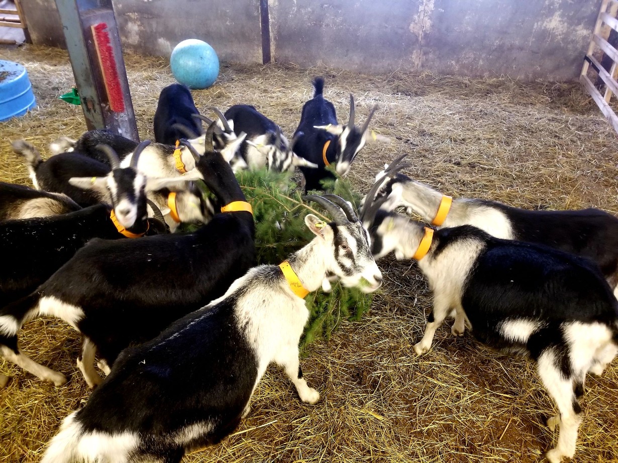 Visite de la P'tite Ferme d'Antho