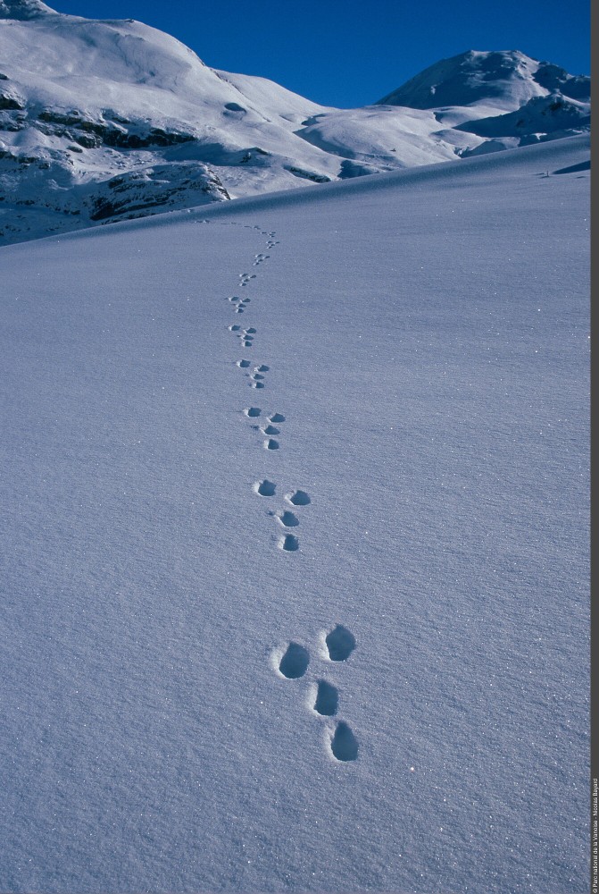 Visite commentée de l'exposition "Traces et indices de vie sauvage"_Aussois