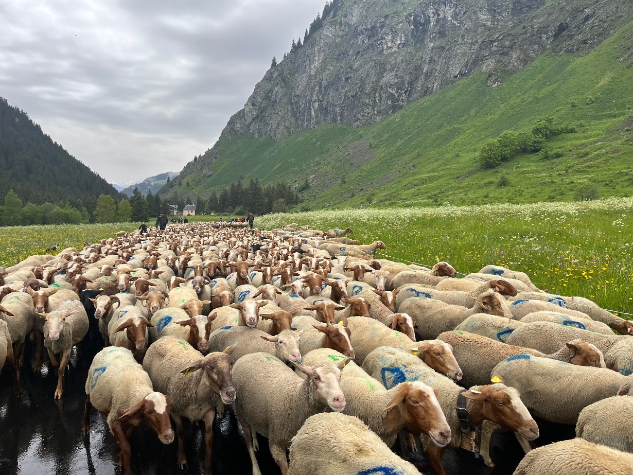 Fête de l'emmontagnée_Champagny-en-Vanoise