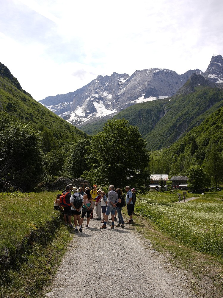 Festiv'été : sortie botanique à la découverte des plantes comestibles et médicinales de nos montagnes_Champagny-en-Vanoise