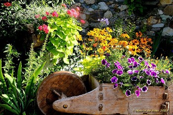 massif de fleurs