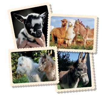 MINI-FERME DES ANIMAUX DE LA FERME