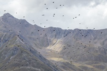Exposition : Paysage du loup_Albertville