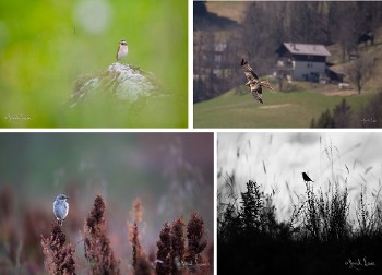 Atelier découverte - Initiation à l’ornithologie proche des villages_Les Saisies