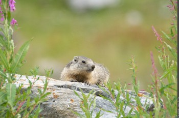 Marmotte