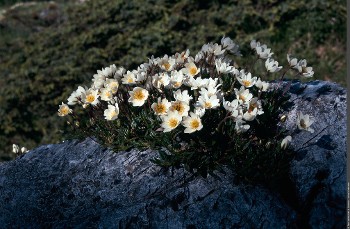 Visite commentée de l'exposition "Coup de chaud sur les plantes arctico-alpines"_Modane