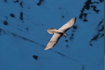 Découverte des rapaces de Vanoise à Aussois