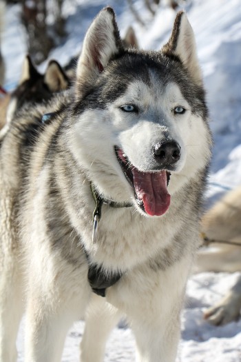 Chiens de traineau