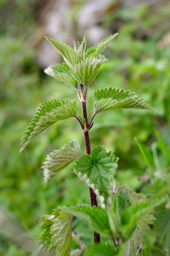 Un pas, une plante, tissage de mots l Renc'Arts du Parc_La Motte-en-Bauges